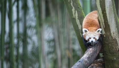 Pandas roux, loutres et cervidés en 