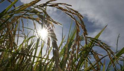 Climat: le mois dernier a été le mois de mai le plus chaud jamais enregistré