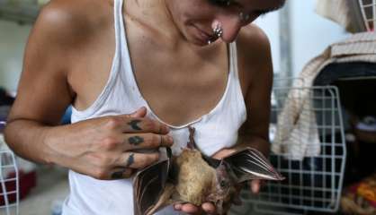 En Israël, une Batwoman au secours des chauves-souris