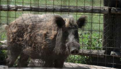 A Rome, une arche de Noé pour animaux victimes d'un trafic lucratif