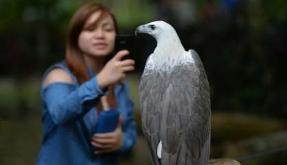 Philippines: un minuscule sanctuaire offre une lueur d'espoir aux aigles