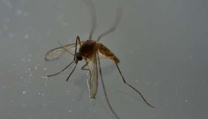 Zika: deux vaccins efficaces chez la souris, espoir pour l'Homme