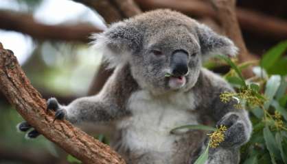 Le koala australien vit des heures bien sombres