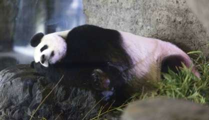 Naissance d'un bébé panda géant dans un parc animalier belge