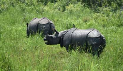 En Inde, de rares rhinocéros sous la menace des braconniers