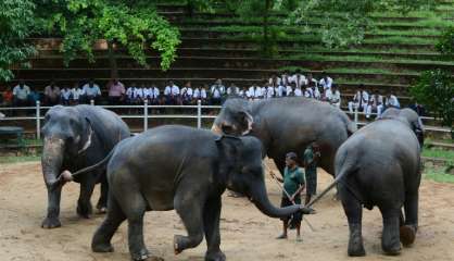 Sri-Lanka: l'éléphanteau domestique, lubie des nouveaux riches 