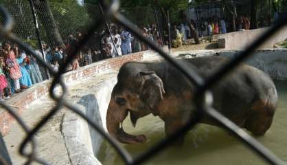 Emoi au Pakistan sur le sort d'un éléphant en captivité