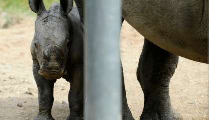 Zoo d'Amnéville: naissance rarissime d'un rhinocéros blanc