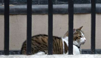 David Cameron déménage, Larry le chat reste