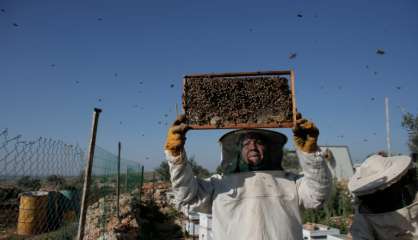 Cisjordanie: les abeilles changent la vie de Palestiniennes