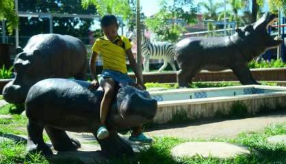 Des hippopotames, insolite héritage du capo Pablo Escobar en Colombie