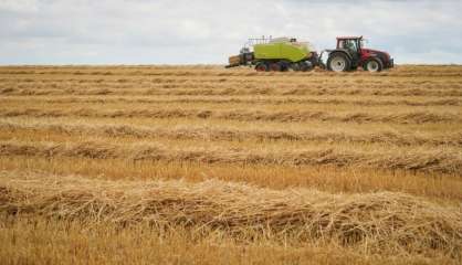 Le rendement des champs de blé en baisse de 30% en France 