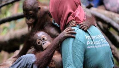 A l'école pour orangs-outans dans la jungle de Bornéo