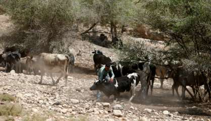 Cisjordanie: des ânes au coeur de la bataille pour la terre