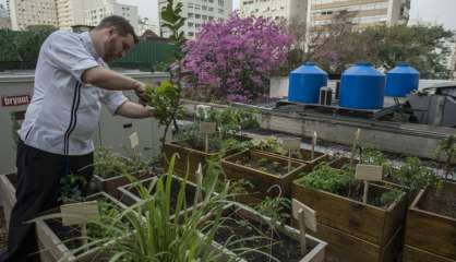 Au Brésil, les détritus des restaurants alimentent leurs propres potagers