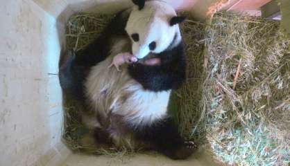 Naissance à Vienne de deux pandas jumeaux conçus naturellement