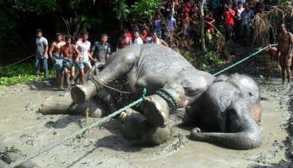 Bangladesh: un éléphant en détresse a parcouru 1.000 km 