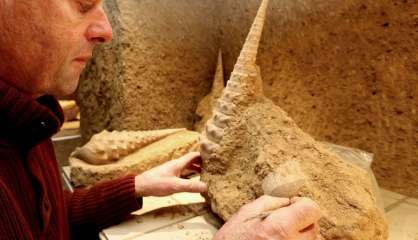 Sous le vignoble de Champagne, des coquillages vieux de 45 millions d'années