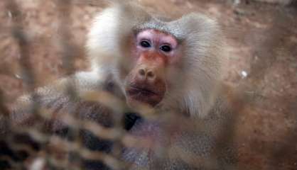 Syrie: près du front, un singe dernier pensionnaire d'un zoo d'Alep