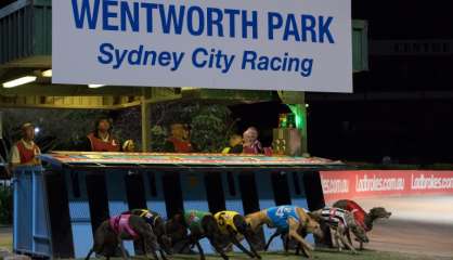 Australie: chienne de vie pour les propriétaires de lévriers de course