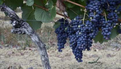 Vendanges: début lundi en vallée du Rhône, l'optimisme prévaut