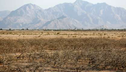 Assoiffés, les pistachiers iraniens se meurent