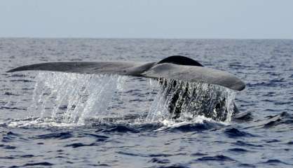 Les humains risquent de causer une extinction sans précédent de grands animaux marins