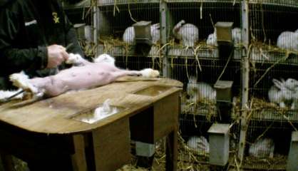 Une association dénonce la souffrance des lapins angora d'élevage