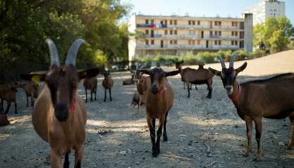 A Marseille, l'agriculture urbaine prend ses quartiers Nord