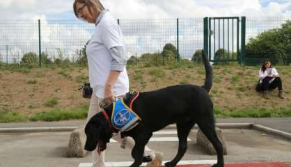 A Coubert, des labradors apprennent leur futur métier, 