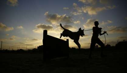 Les chiens errants ont désormais un refuge à Gaza