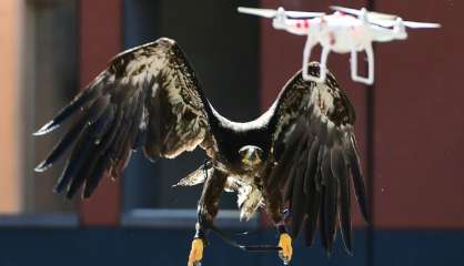 La police néerlandaise adopte des aigles pour capturer les drones