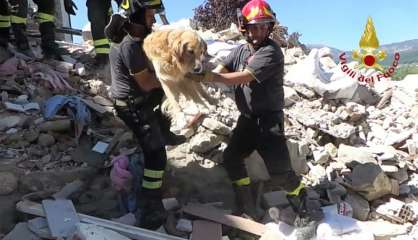 Séisme en Italie: un golden retriever miraculé, un labrador reçu par le pape