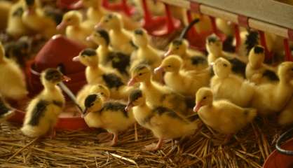 Après la grippe aviaire, la reprise du foie gras, la peur au ventre