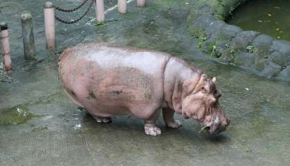 Bertha, doyenne probable des hippopotames, est morte à 65 ans