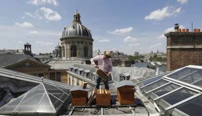 Happy apiculteur urbain, des toits de Paris aux catacombes