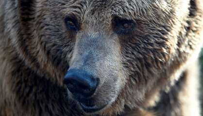 USA: un campeur se réveille la tête dans la gueule d'un ours