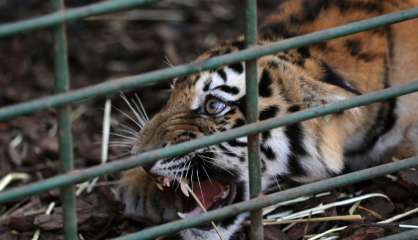 Nouvelle vie en France pour trois tigres secourus au Liban