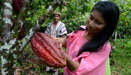 Au Pérou, une vallée remplace la drogue par du cacao et du café