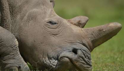 Afsud: fin des enchères controversées de cornes de rhinocéros