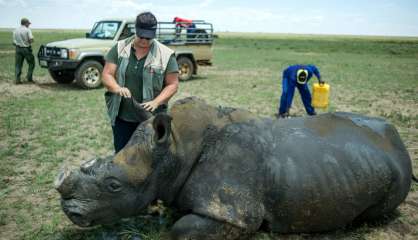 Des cornes de rhinocéros aux enchères, une vente très controversée