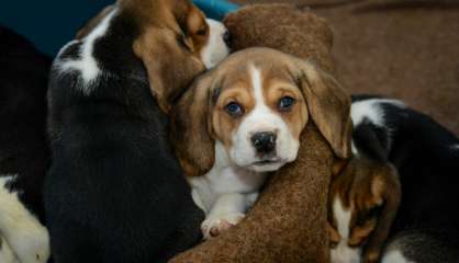 Les chiots trop couvés par leur mère plus anxieux et difficiles à dresser