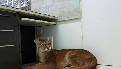 Brésil: un puma évacué d'un bureau en pleine ville