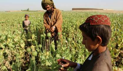 Du pavot à l'héroïne, les talibans afghans sur toute la ligne