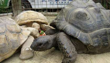 Japon: une tortue géante retrouvée à 140m du zoo après une escapade de deux semaines