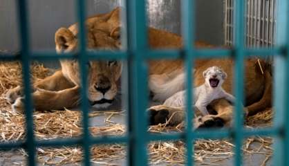 Jordanie: une lionne évacuée d'un zoo d'Alep donne naissance à un petit