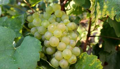 Début des vendanges dans le Jura: une 