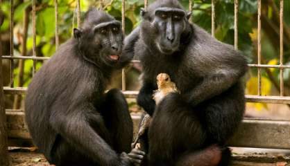 Touchante histoire d'amour maternel entre une macaque et un poulet 