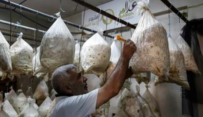 Dans une ville assiégée en Syrie, les champignons ont remplacé la viande