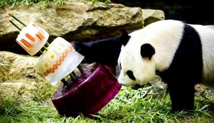 Pays-Bas: des gâteaux glacés pour l'anniversaire de deux pandas géants